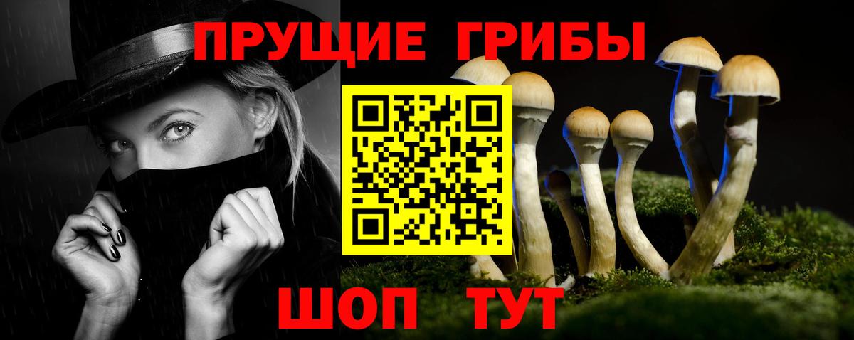 Псилоцибиновые грибы Psilocybe Елабуга